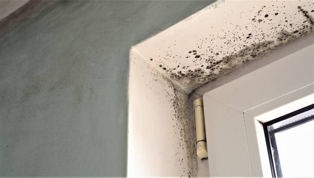 Best Mold Odor Removal Services  in Rochester, MN