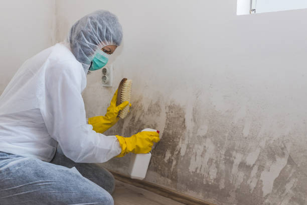 Best Biohazard Mold Removal  in Rochester, MN