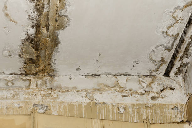 Best Mold Remediation for Vacation Homes  in Rochester, MN