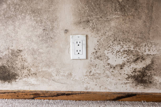 Best Post-Remediation Verification Testing  in Rochester, MN