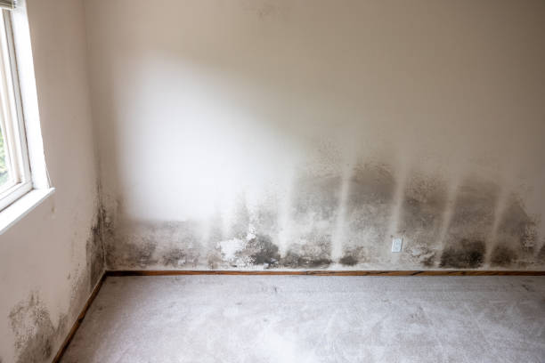 Reliable Rochester, MN Mold Removal Solutions