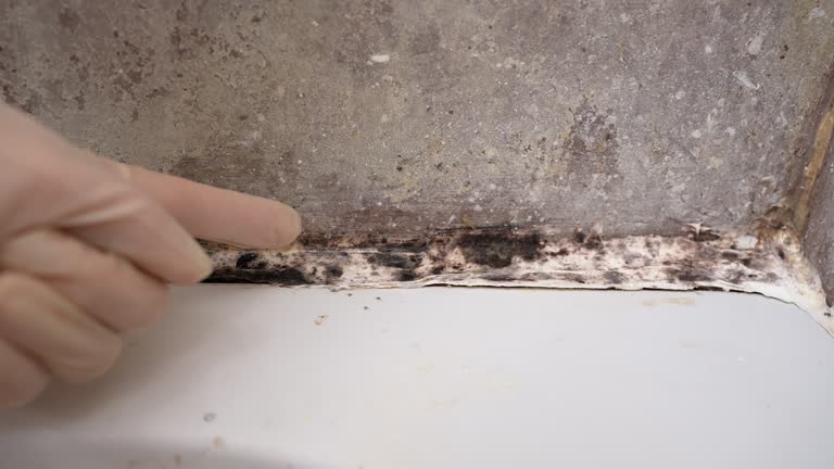 Mold Remediation for Vacation Homes in Rochester, MN
